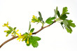 Gold-Johannisbeere – Ribes Aureum