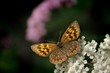 Butterfly Butterfly