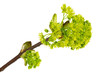 canvas print picture - Blüte von Spitz-Ahorn (Acer Platanonides)