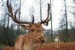 Deer Deer