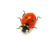 Ladybug