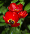 Photo: tulip tulip