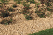 paillage de bois