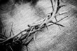 crown of thorns