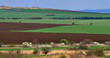 Green fields