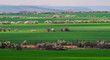Green fields
