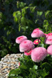 Bellis perennis "Rubra plena" - gefülltes Gänseblümchen