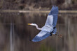 Great wing span.