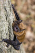 Common Noctule (Nyctalus noctula)