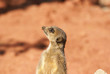 suricate