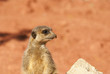 suricate