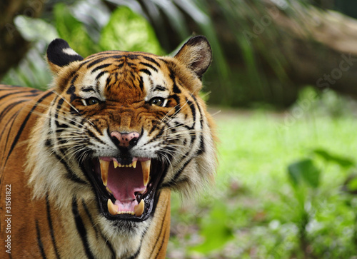 Photo: Close up of a roaring tiger Close up of a roaring tiger