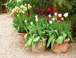 Tulpen in Töpfen