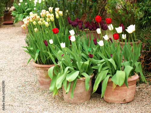 Foto: Tulpen in Töpfen Tulpen in Töpfen