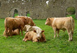 Irish cows in the abbey ruins Irish cows in the abbey ruins