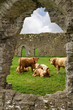 Irish cows in the abbey ruins Irish cows in the abbey ruins