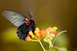Butterflies on the Flower