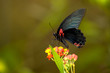 Butterflies on the Flower