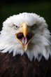 Bald Eagle Close Up Portrait