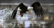 Bald Eagle Fishing