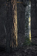 Two trees