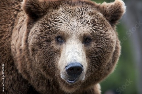 Photo: Brown Bear Close up Portrait Brown Bear Close up Portrait