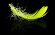 Feather