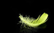 Feather