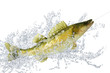Fische 87