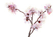 Blossoming apricot Blossoming apricot