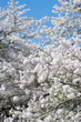 10年桜