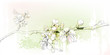 cherry blossoms in full bloom