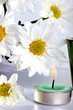 Simple white daisies and candle with isolated white background