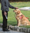 cane guida