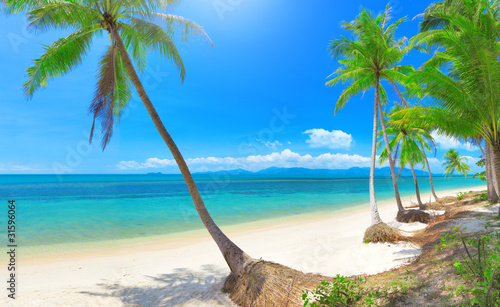 Photo: panoramic tropical beach with coconut palm panoramic tropical beach with coconut palm