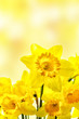 Yellow daffodils