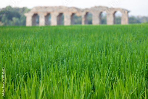 Photo: arrozales arrozales