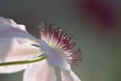 Fleur de clématite (1)