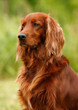 Photo: setter portrait setter portrait