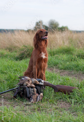 Photo: setter with trophy setter with trophy