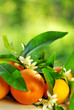 Orange fruits and flowers.
