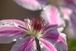 Fleur de clématite (6)