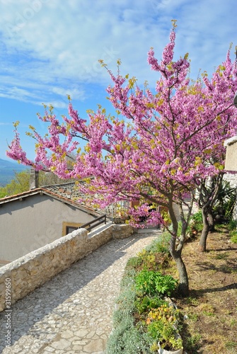 Photo: Fioritura primaverile Fioritura primaverile