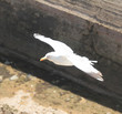 mouette 25