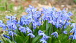 spring blue flowers