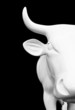White bull on black background
