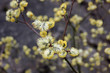 Frühling Ast mit Kätzchen