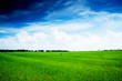 summer landscape green field and trees