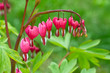 Bleeding Heart flower (Dicentra spectabilis) Bleeding Heart flower (Dicentra spectabilis)