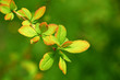 Green Leafs on defocused background Green Leafs on defocused background